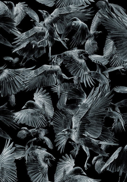 Crows