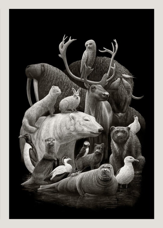 Arctic Fauna