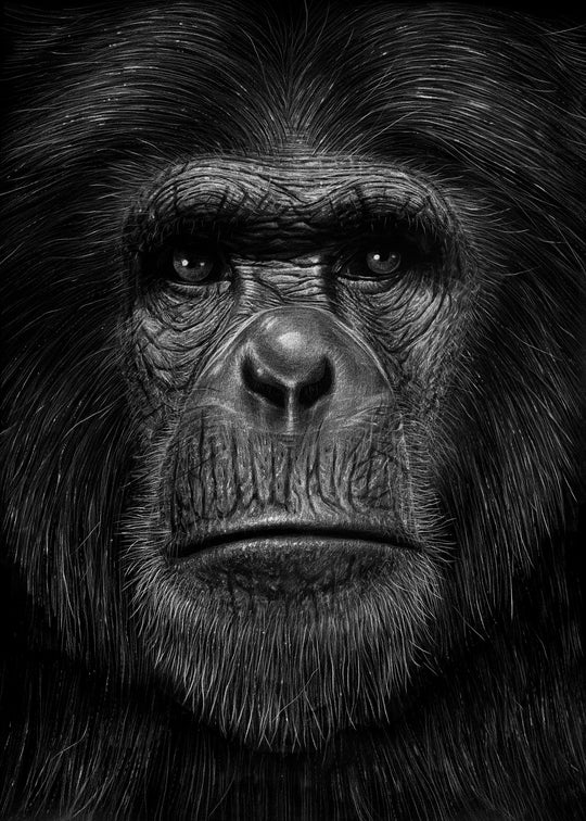 Ape