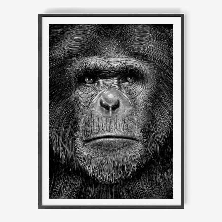 Ape